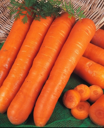 Picture of Carrot Early Nantes